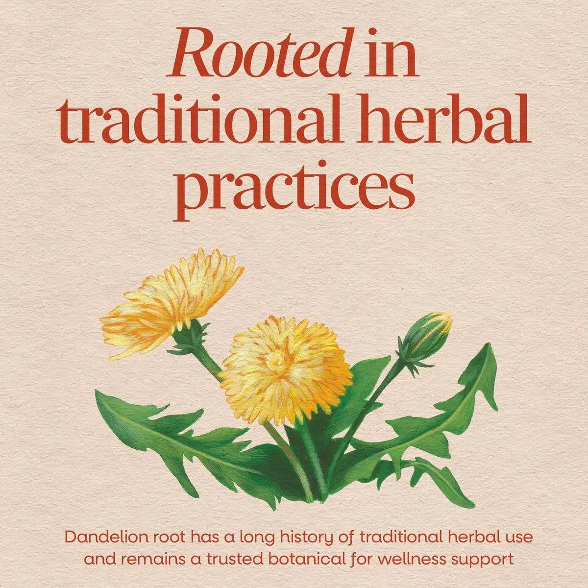 Dandelion Root